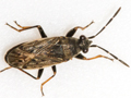 Peritrechus geniculatus